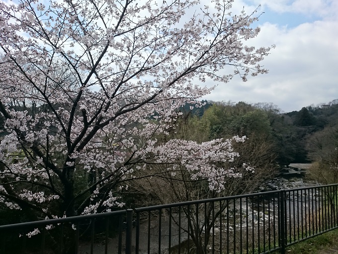国道299号沿いの桜
