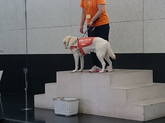 下りられない段差